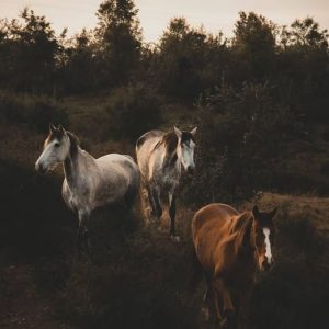 Paarden